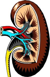 kidney illustration2
