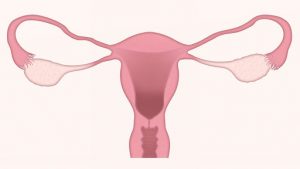 uterus illustration