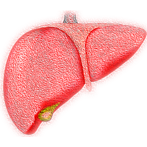 liver drawing