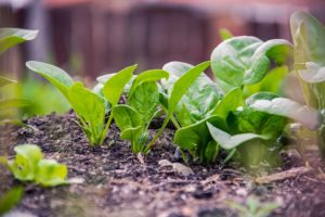 baby spinach growing soil